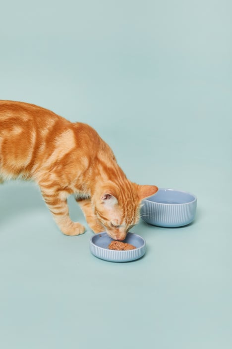 Cat Eating on Food Bowl on Blue Background