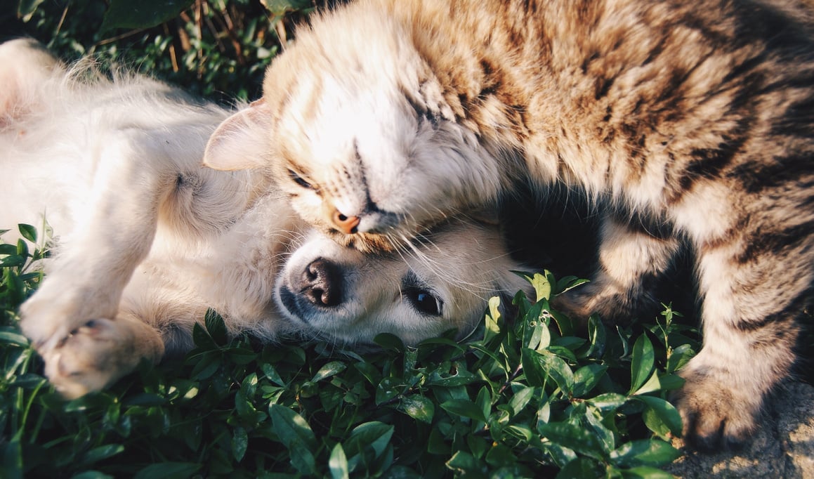 Orange Tabby Cat Beside Fawn Short-coated Puppy